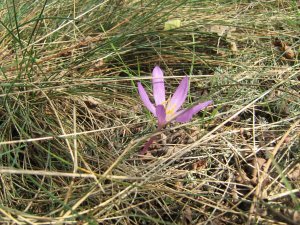 IMG_3546_1 - 